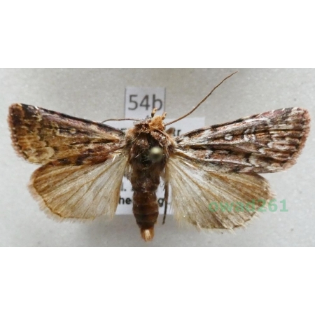 Lycophotia porphyrea (Denis & Schiffermüller, 1775) Czech54b